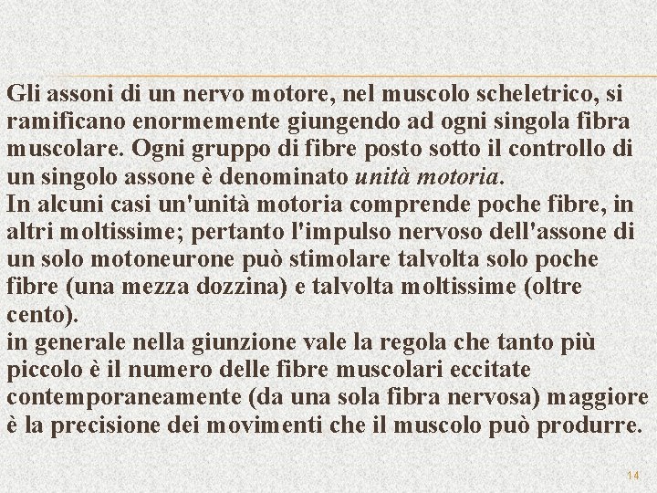 Gli assoni di un nervo motore, nel muscolo scheletrico, si ramificano enormemente giungendo ad