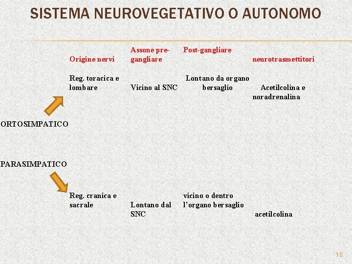 SISTEMA NEUROVEGETATIVO O AUTONOMO Origine nervi Assone pregangliare Post-gangliare Reg. toracica e lombare Lontano