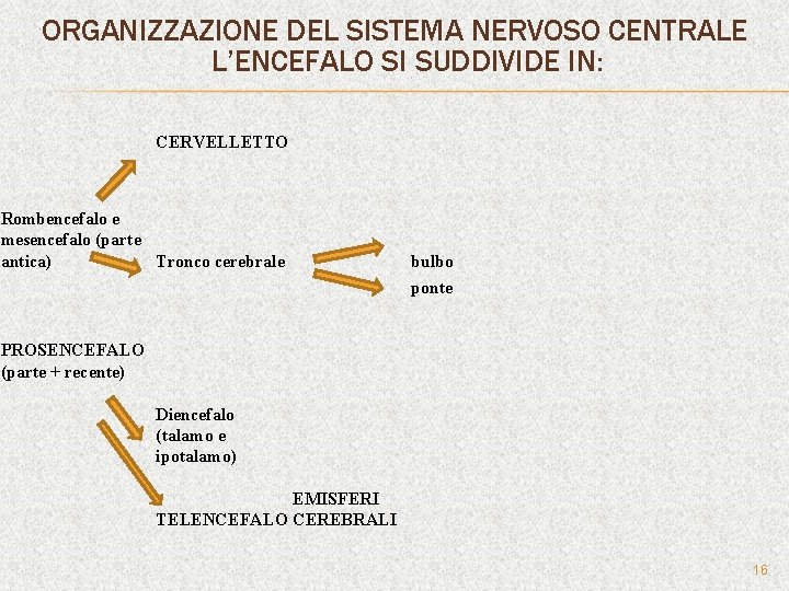 ORGANIZZAZIONE DEL SISTEMA NERVOSO CENTRALE L’ENCEFALO SI SUDDIVIDE IN: CERVELLETTO Rombencefalo e mesencefalo (parte