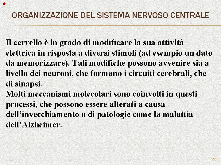 ORGANIZZAZIONE DEL SISTEMA NERVOSO CENTRALE Il cervello è in grado di modificare la sua