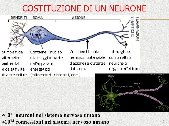 COSTITUZIONE DI UN NEURONE ≈1011 neuroni nel sistema nervoso umano ≈1014 connessioni nel sistema