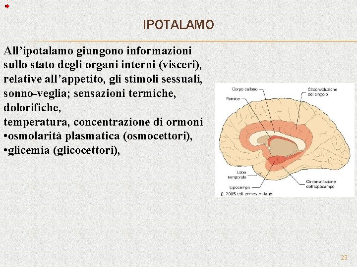 IPOTALAMO All’ipotalamo giungono informazioni sullo stato degli organi interni (visceri), relative all’appetito, gli stimoli