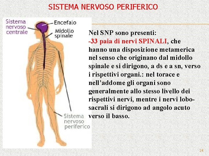 SISTEMA NERVOSO PERIFERICO Nel SNP sono presenti: -33 paia di nervi SPINALI, che hanno