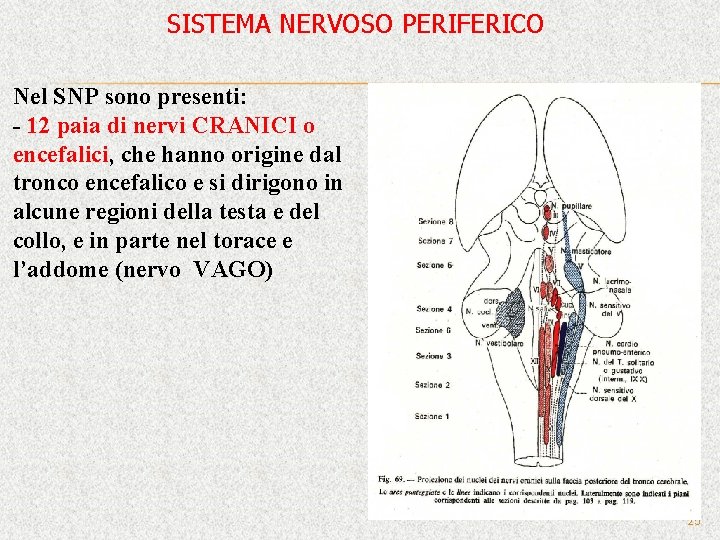 SISTEMA NERVOSO PERIFERICO Nel SNP sono presenti: - 12 paia di nervi CRANICI o