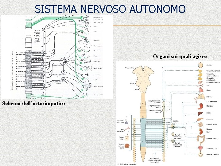 SISTEMA NERVOSO AUTONOMO Organi sui quali agisce Schema dell’ortosimpatico 29 