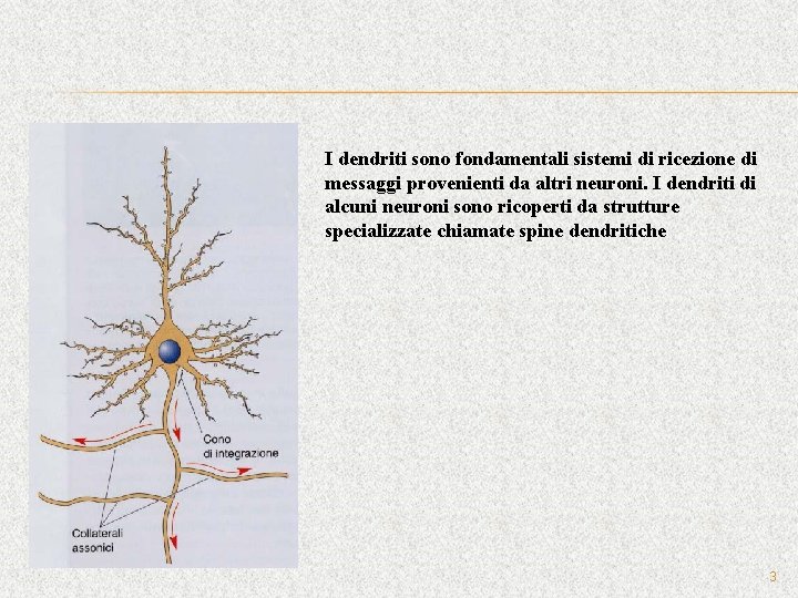 I dendriti sono fondamentali sistemi di ricezione di messaggi provenienti da altri neuroni. I