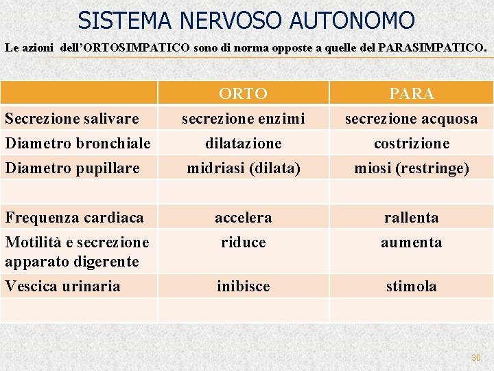 SISTEMA NERVOSO AUTONOMO Le azioni dell’ORTOSIMPATICO sono di norma opposte a quelle del PARASIMPATICO.