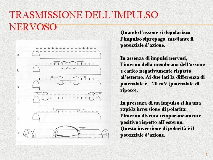 TRASMISSIONE DELL’IMPULSO NERVOSO Quando l’assone si depolarizza l’impulso sipropaga mediante il potenziale d’azione. In