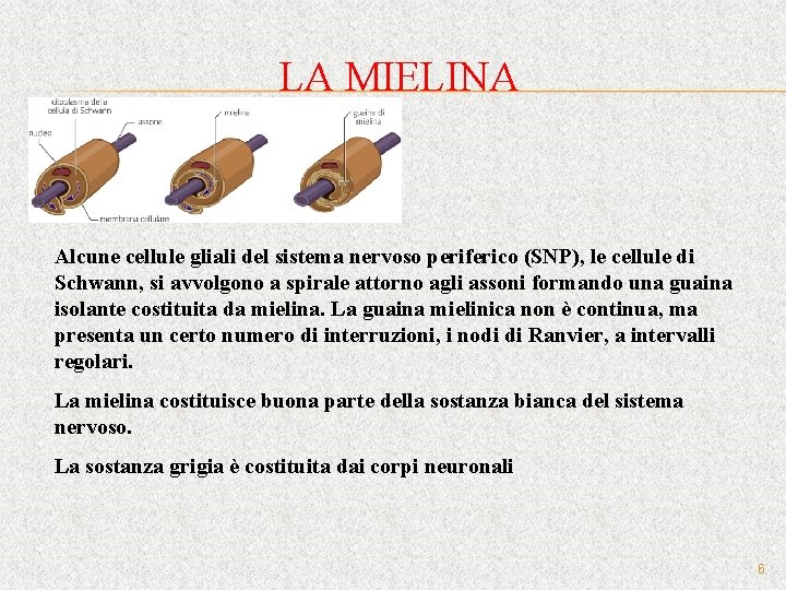 LA MIELINA Alcune cellule gliali del sistema nervoso periferico (SNP), le cellule di Schwann,