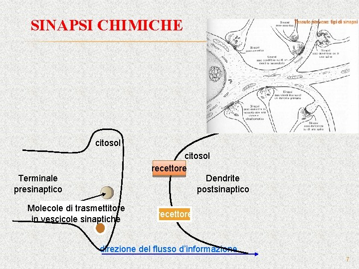 SINAPSI CHIMICHE citosol recettore Dendrite postsinaptico Terminale presinaptico Molecole di trasmettitore in vescicole sinaptiche