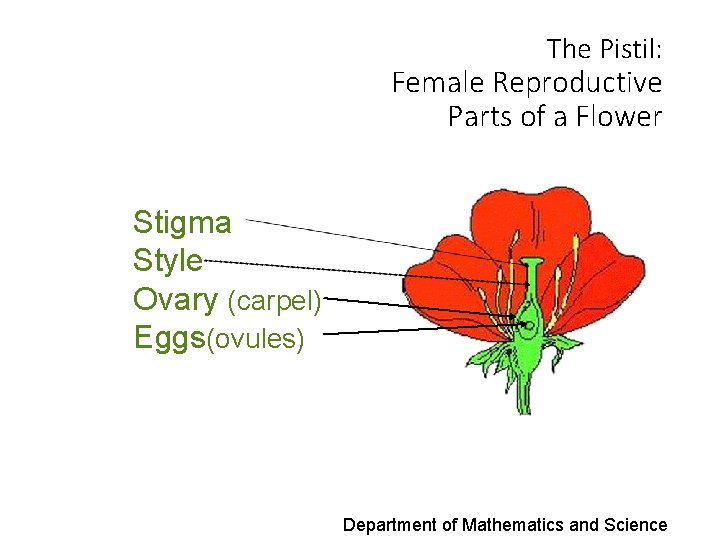 The Pistil: Female Reproductive Parts of a Flower Stigma Style Ovary (carpel) Eggs(ovules) Department