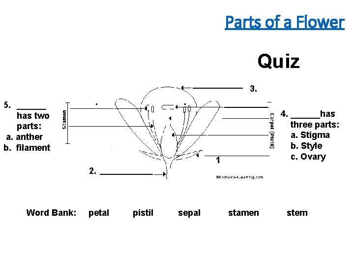 Parts of a Flower Quiz 3. _____ 5. ______ has two parts: a. anther