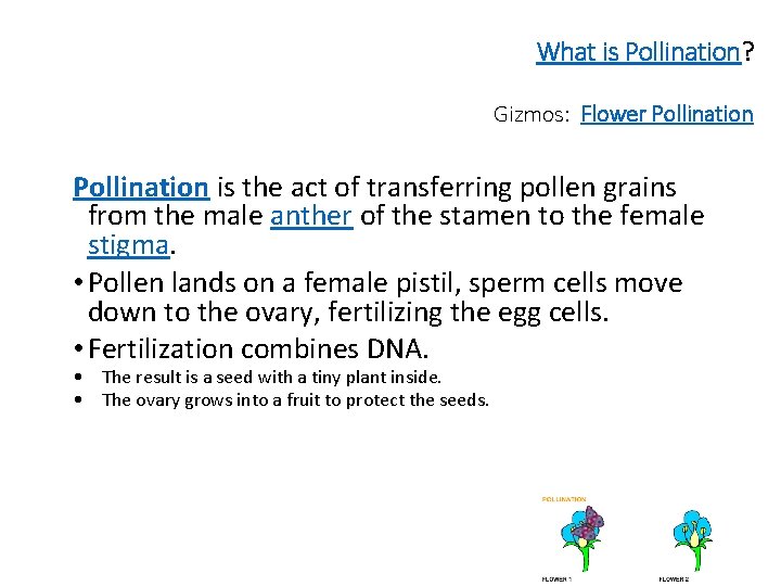 What is Pollination? Gizmos: Flower Pollination is the act of transferring pollen grains from