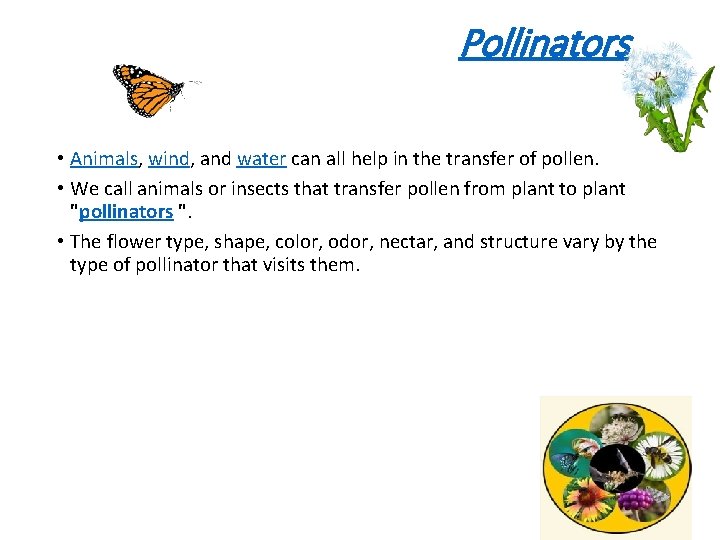 Pollinators • Animals, wind, and water can all help in the transfer of pollen.