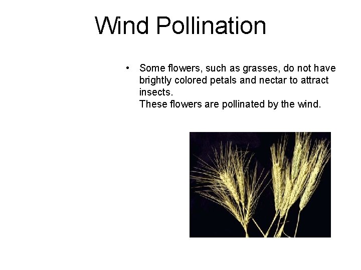 Wind Pollination • Some flowers, such as grasses, do not have brightly colored petals