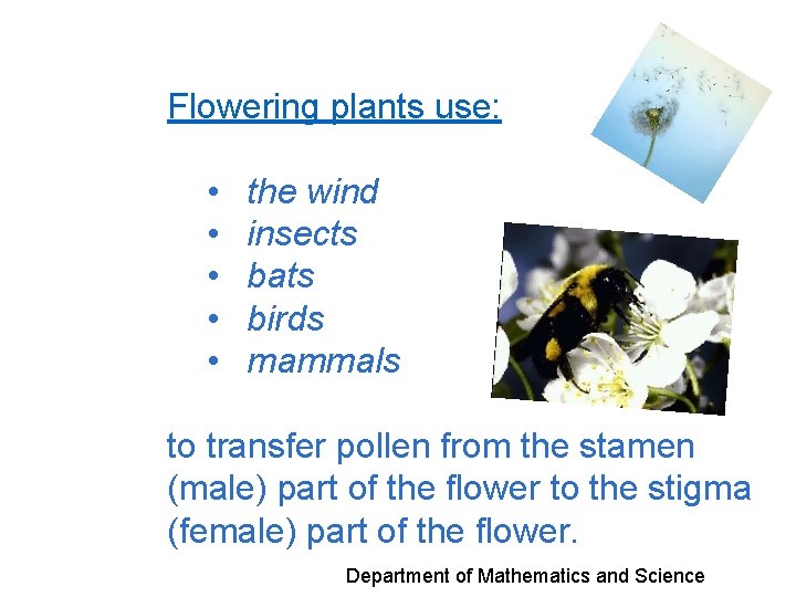 Flowering plants use: • • • the wind insects bats birds mammals to transfer