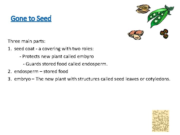Gone to Seed Three main parts: 1. seed coat - a covering with two