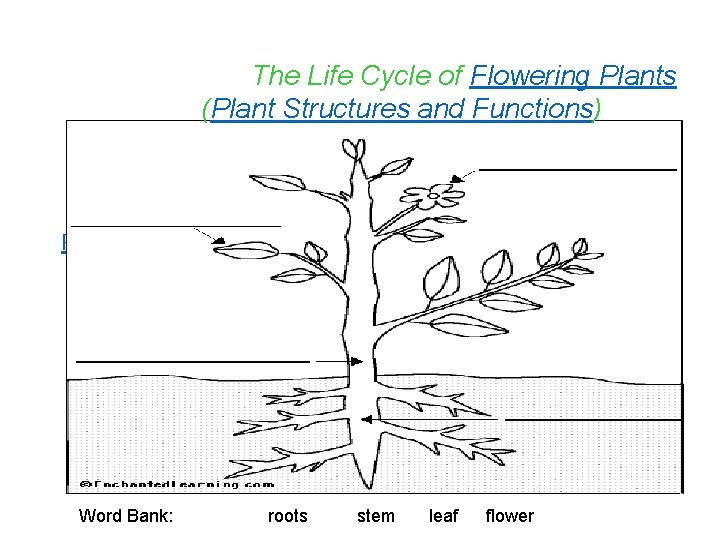 The Life Cycle of Flowering Plants (Plant Structures and Functions) Plants Parts Word Bank: