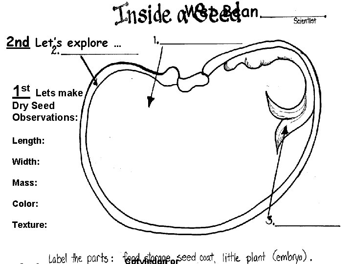 Wet Bean 2 nd Let’s explore … 1 st Lets make Dry Seed Observations: