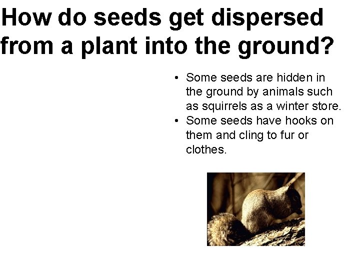 How do seeds get dispersed from a plant into the ground? • Some seeds