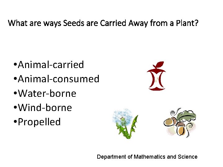 What are ways Seeds are Carried Away from a Plant? • Animal-carried • Animal-consumed