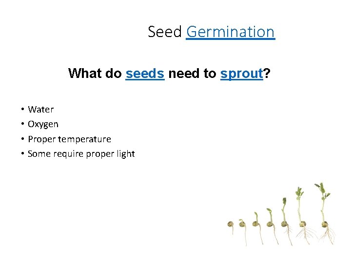 Seed Germination What do seeds need to sprout? • Water • Oxygen • Proper