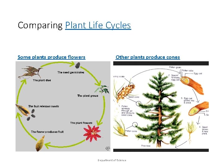 Comparing Plant Life Cycles Some plants produce flowers Other plants produce cones Department of