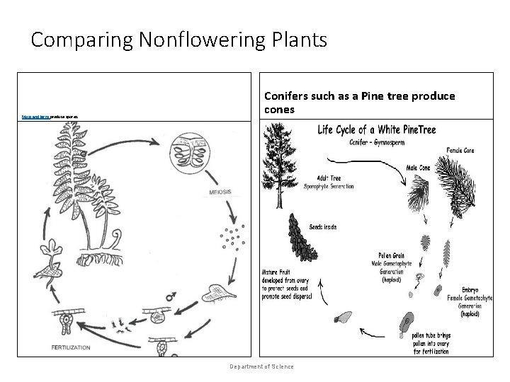 Comparing Nonflowering Plants Moss and ferns produce spores. Conifers such as a Pine tree
