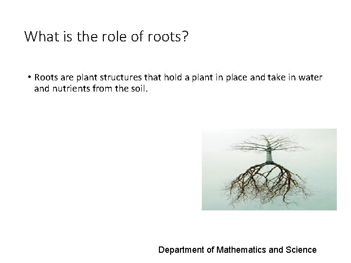 What is the role of roots? • Roots are plant structures that hold a
