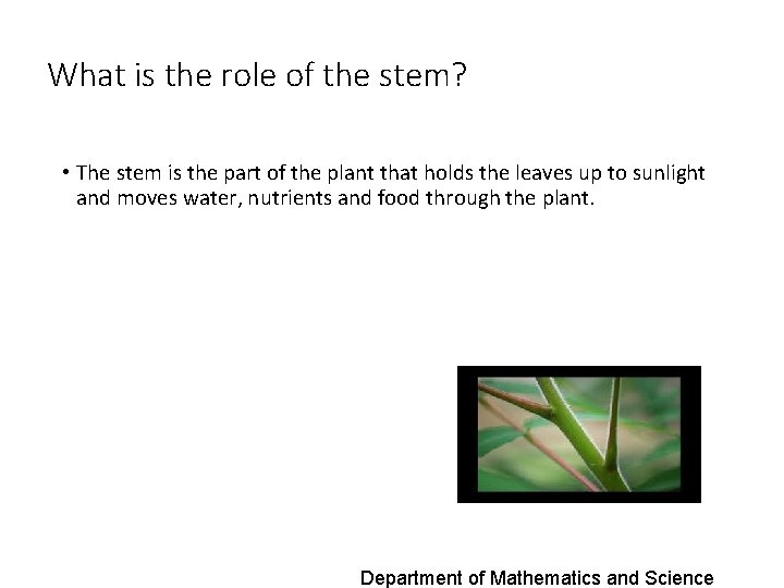 What is the role of the stem? • The stem is the part of