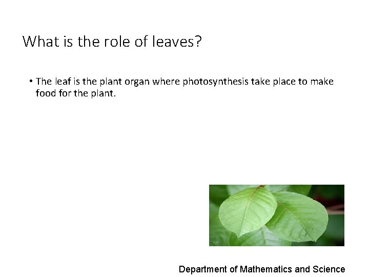 What is the role of leaves? • The leaf is the plant organ where