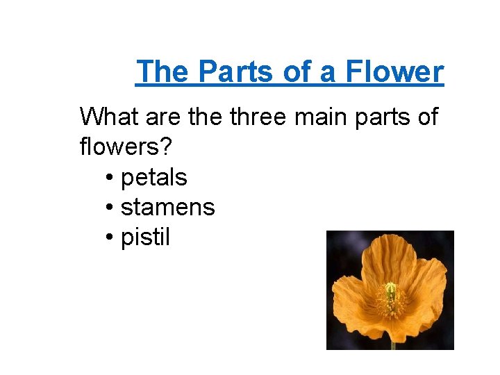 The Parts of a Flower What are three main parts of flowers? • petals