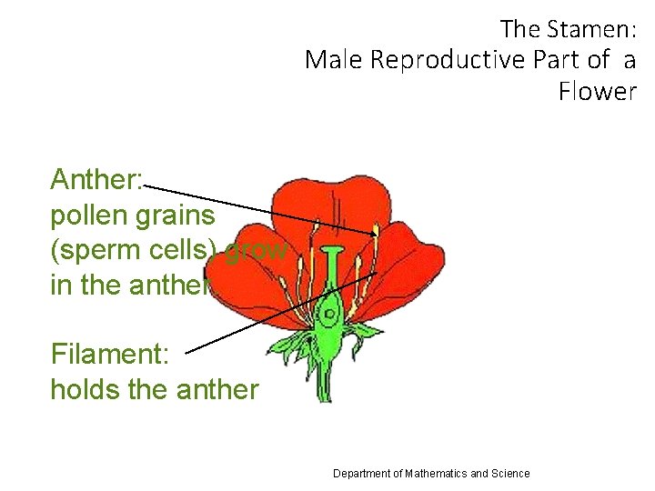 The Stamen: Male Reproductive Part of a Flower Anther: pollen grains (sperm cells) grow
