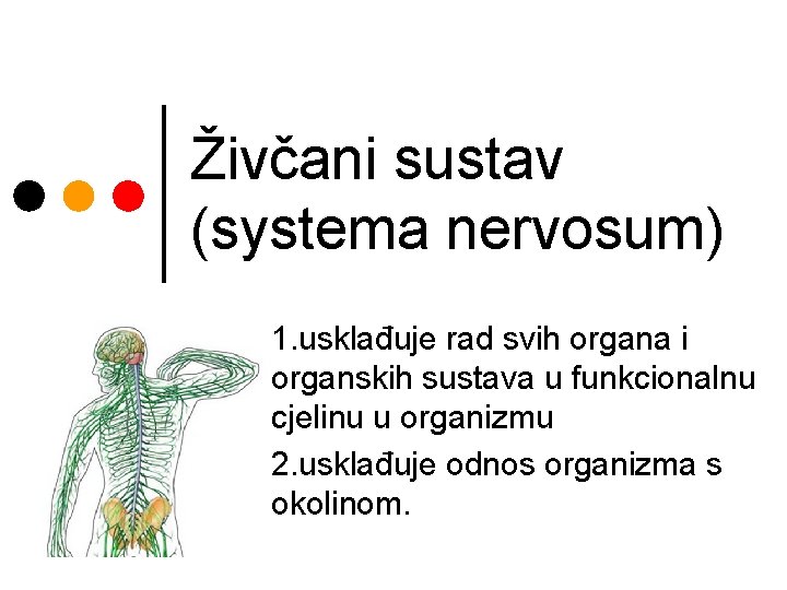 Živčani sustav (systema nervosum) 1. usklađuje rad svih organa i organskih sustava u funkcionalnu