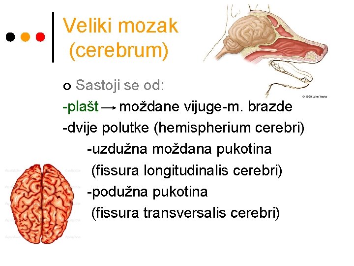 Veliki mozak (cerebrum) Sastoji se od: -plašt moždane vijuge-m. brazde -dvije polutke (hemispherium cerebri)