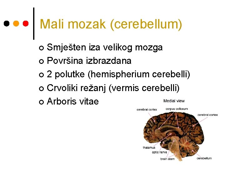 Mali mozak (cerebellum) Smješten iza velikog mozga ¢ Površina izbrazdana ¢ 2 polutke (hemispherium