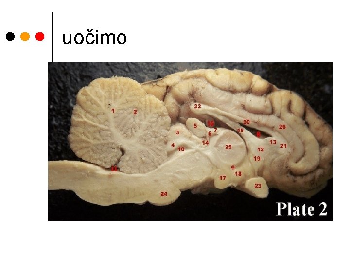 uočimo 