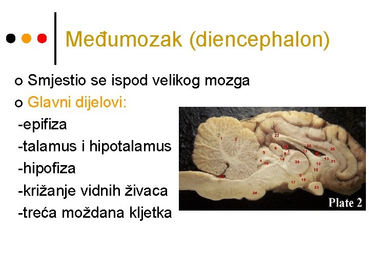 Međumozak (diencephalon) Smjestio se ispod velikog mozga ¢ Glavni dijelovi: -epifiza -talamus i hipotalamus