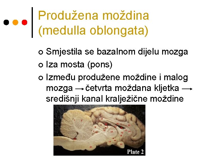 Produžena moždina (medulla oblongata) Smjestila se bazalnom dijelu mozga ¢ Iza mosta (pons) ¢