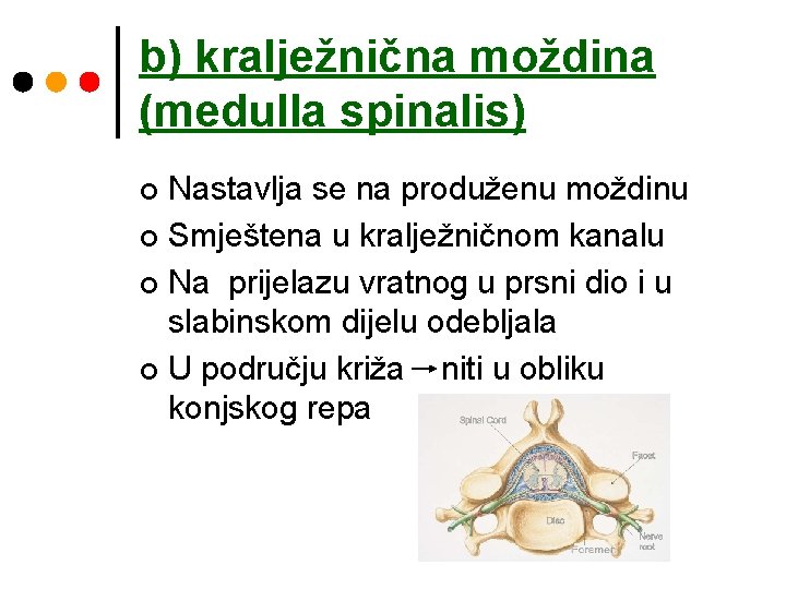b) kralježnična moždina (medulla spinalis) Nastavlja se na produženu moždinu ¢ Smještena u kralježničnom