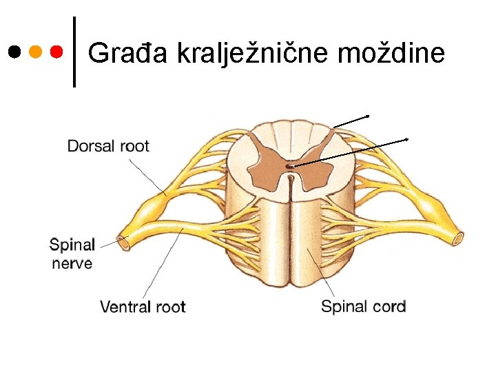 Građa kralježnične moždine 