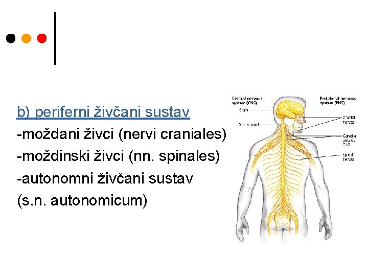 b) periferni živčani sustav -moždani živci (nervi craniales) -moždinski živci (nn. spinales) -autonomni živčani