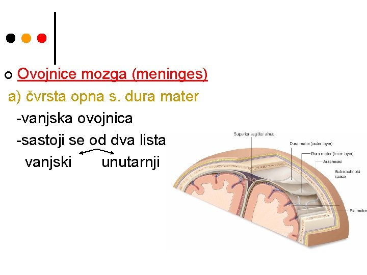 Ovojnice mozga (meninges) a) čvrsta opna s. dura mater -vanjska ovojnica -sastoji se od