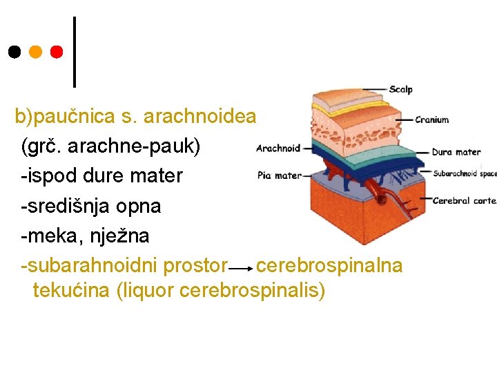 b)paučnica s. arachnoidea (grč. arachne-pauk) -ispod dure mater -središnja opna -meka, nježna -subarahnoidni prostor