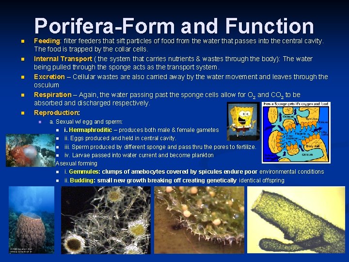 n n n Porifera-Form and Function Feeding: filter feeders that sift particles of food