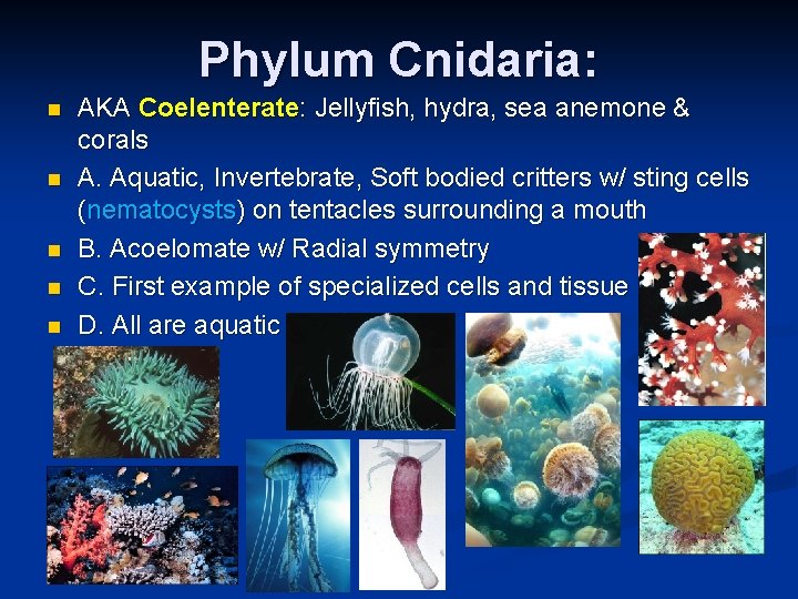 Phylum Cnidaria: n n n AKA Coelenterate: Jellyfish, hydra, sea anemone & corals A.