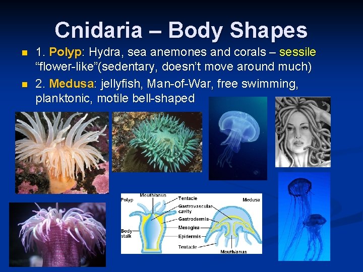 Cnidaria – Body Shapes n n 1. Polyp: Hydra, sea anemones and corals –