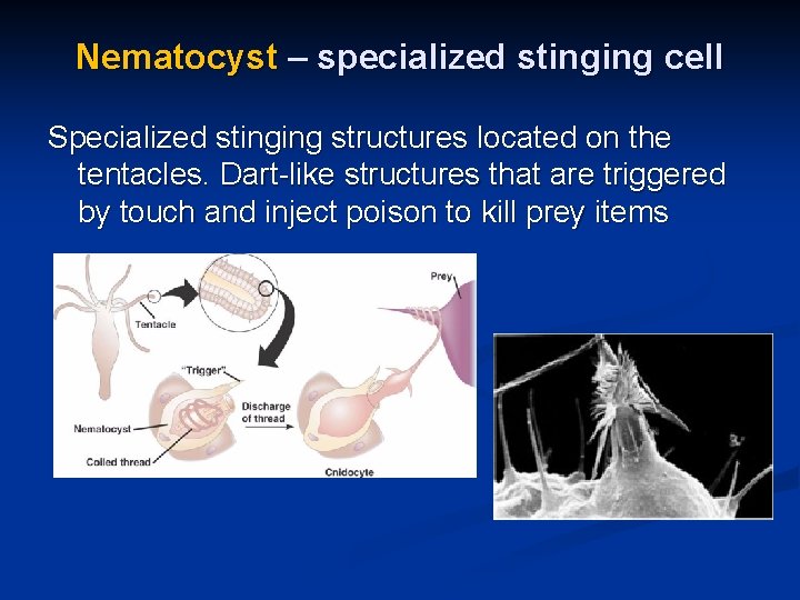 Nematocyst – specialized stinging cell Specialized stinging structures located on the tentacles. Dart-like structures