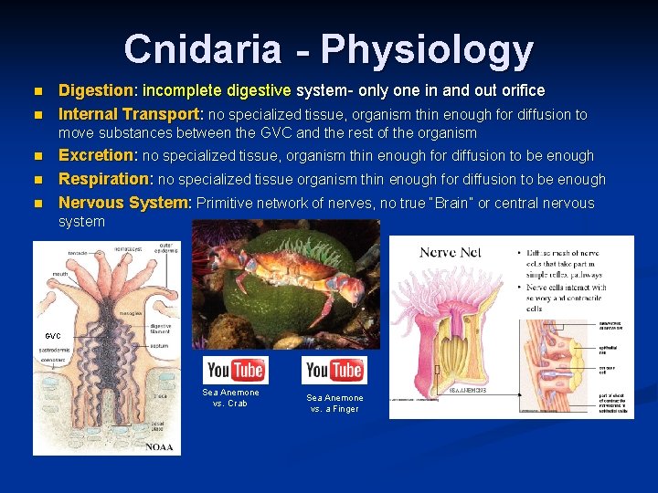 Cnidaria - Physiology n n Digestion: incomplete digestive system- only one in and out