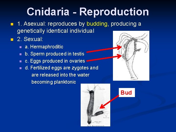 Cnidaria - Reproduction n n 1. Asexual: reproduces by budding, producing a genetically identical Cnidaria - Reproduction n n 1. Asexual: reproduces by budding, producing a genetically identical